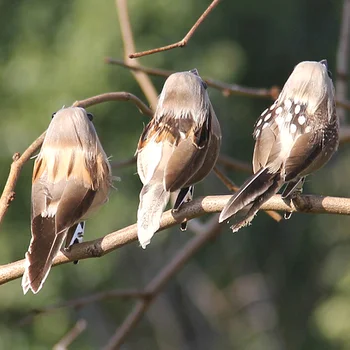 1Pcs Artificial Pássaro Simulação de Espuma de Penas de Falso Aves Pardal Modelos Animais Para DIY Casa Jardim Quintal Enfeite Decoração
