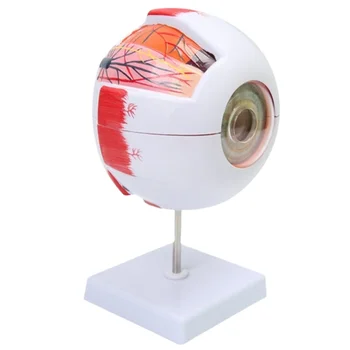 6X globo Ocular Modelo Anatômico Olho Modelo Médico de Aprendizagem e Instrumento de Ensino Médico do Ensino de Ciências, Recursos da Pálpebra
