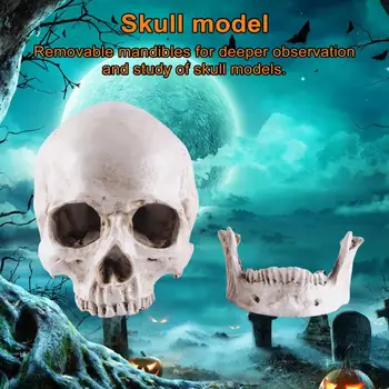 Crânio Modelo Removível com Mandíbula Educacional Crânio Modelos para o dia das bruxas Adereços Festas de Máscaras de Ensino para a Educação